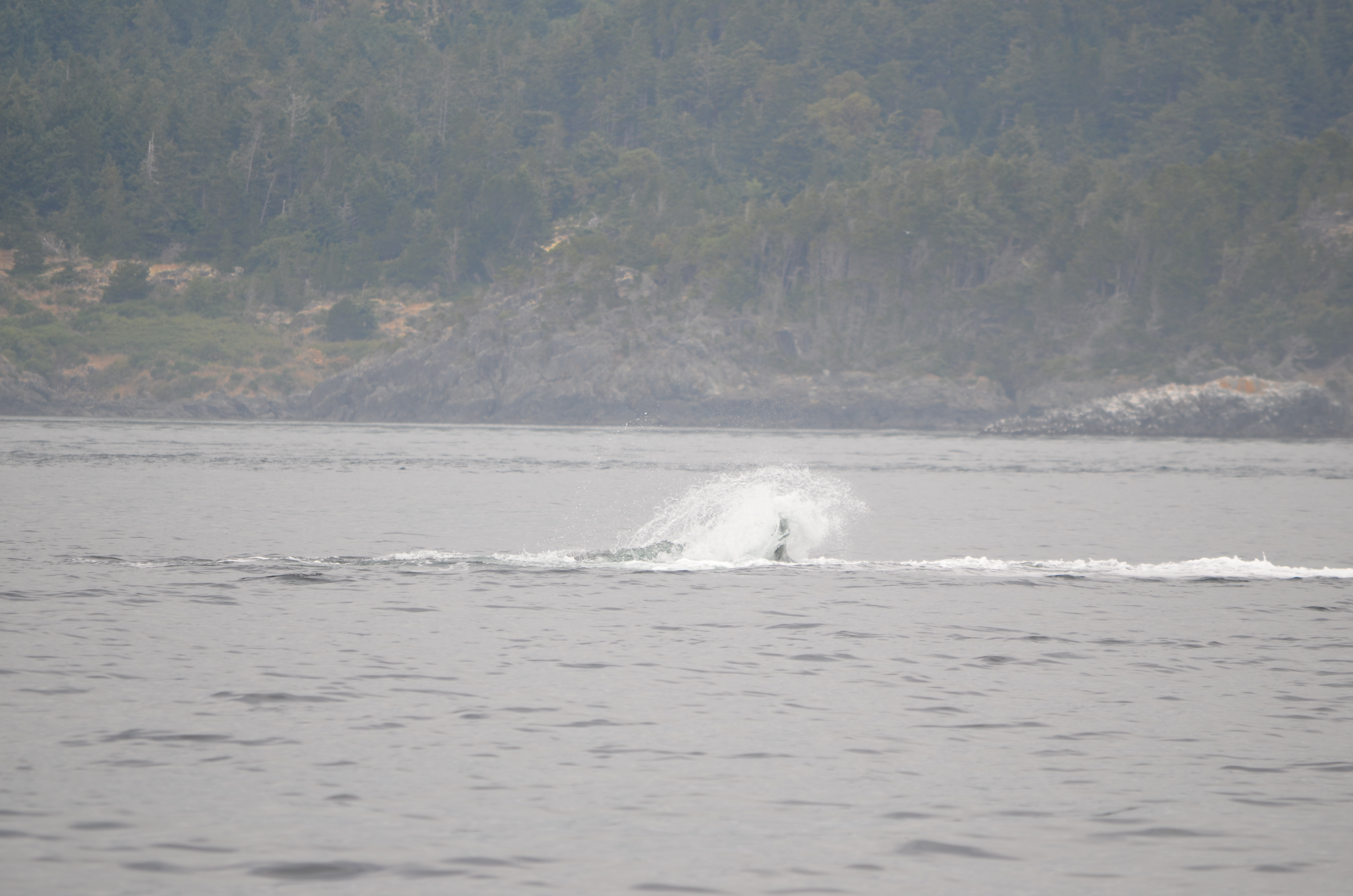 photos/wildlife/Mammal_Species/Humpback Whale/DSC_0198.JPG